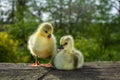 Two cute little domestic goose chicks on a wooden bench Royalty Free Stock Photo