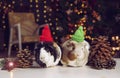 Two cute little Domestic guinea pigs Cavia porcellus, also known as cavy or domestic cavy on Christmas lights background.