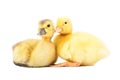 Two cute little ducklings sitting together Royalty Free Stock Photo