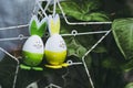 Two cute little easter bunnies hanging from an easter tree Royalty Free Stock Photo