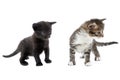Two cute little fluffy kittens standing and looking in one direction on a white background Royalty Free Stock Photo