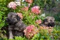 Two cute little german shepherd puppies on green grass background. Portrait of little dogs in flowers. Home pets in Royalty Free Stock Photo