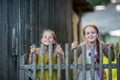 Two cute little girls looking through a wooden fence. Game. Royalty Free Stock Photo