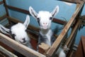 Two cute little goats on the farm, smiling goats Royalty Free Stock Photo