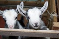 Two cute little goats on the farm, smiling goats Royalty Free Stock Photo