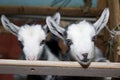 Two cute little goats on the farm, smiling goats Royalty Free Stock Photo