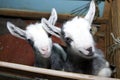 Two cute little goats on the farm Royalty Free Stock Photo