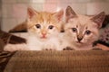 Two cute little gray redheads are sitting on the sofa in the room. Royalty Free Stock Photo