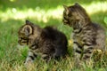 Two cute little grey kitten with blue eyes Royalty Free Stock Photo