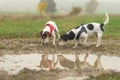 Two cute little Jack Russell Terrier dogs 13 and 10 years old are reflected in a puddle of water. The Hounds snuffle on the grass