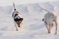Two cute little Jack Russell Terriers dogs 12 and 9 years old sniffing on a snowy meadow in winter in front of blue sky and