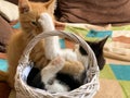 Two Cute little kitten playing together