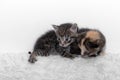 Two cute little kitten sits on a soft blanket Royalty Free Stock Photo