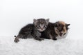 Two cute little kitten sits on a soft blanket Royalty Free Stock Photo