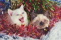 Two cute little kittens with Christmas decoration Royalty Free Stock Photo
