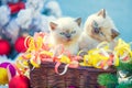 Two cute little kittens with Christmas decoration Royalty Free Stock Photo