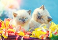 Two cute little kittens with Christmas decoration Royalty Free Stock Photo