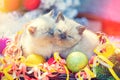 Two cute little kittens with Christmas decoration Royalty Free Stock Photo