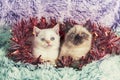 Two cute little kittens with Christmas decorations Royalty Free Stock Photo