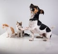 Two Cute little kittens and dog Royalty Free Stock Photo