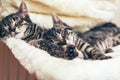 Two cute little kittens lying sleeping together Royalty Free Stock Photo