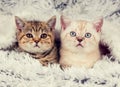 Two cute little kittens Royalty Free Stock Photo