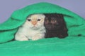 Two little kittens peeking out from under the blanket Royalty Free Stock Photo