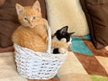 Two Cute little kittens playing