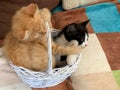 Two Cute little kittens playing