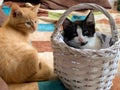 Two Cute little kittens portrait