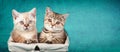 Two cute little kittens sitting in a basket Royalty Free Stock Photo