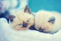 Two cute little kittens sitting in a basket Royalty Free Stock Photo