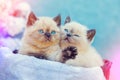 Two cute little kittens sitting in a basket Royalty Free Stock Photo