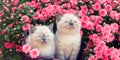 Two cute little kittens sitting in a basket near flowers Royalty Free Stock Photo