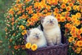 Two kittens in a basket near chrysanthemums flowers Royalty Free Stock Photo