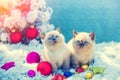 Two cute little kittens sitting near the Christmas tree Royalty Free Stock Photo