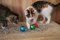 Two little kittens stand on a shelf and play with colorful Christmas balls