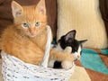 Two Cute little kittesn playing