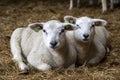 Two cute little lambs lie side by side on the straw in a stable