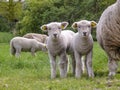 Two cute little lambs standing next to their mother sheep on a green pasture. Royalty Free Stock Photo