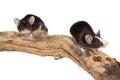 Two cute little mice on a log