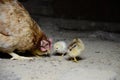 Two cute little newborn yellow chickens and a mother chicken are pecking at the food on hen house in farm pattern background . Royalty Free Stock Photo