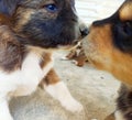 Two cute little puppies kissing each other Royalty Free Stock Photo