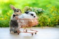 Two Cute little rabbit with shopping cart on green grass with natural bokeh as background, Young adorable bunny playing in garden Royalty Free Stock Photo