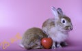 Two cute little rabbits brown on a pink background. The little rabbit is sleeping. And the other has a heart beside Cute pet with