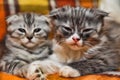 Two cute   scottish fold kittens Royalty Free Stock Photo