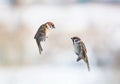 Two cute little Sparrow birds flying in the air