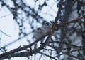 Two cute little sparrows sitts on a larch tree branch. Royalty Free Stock Photo