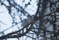 Two cute little sparrows sitts on a larch tree branch. Royalty Free Stock Photo