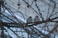 Two cute little sparrows sitts on a larch tree branch. Royalty Free Stock Photo